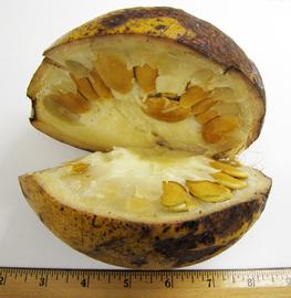   Fruit, seeds:   Picralima nitida , cut longitudinally to show flat seeds; Photo by N. Diaz, USDA APHIS PPQ, imageID.idtools.org
